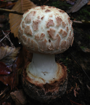 False Death Cap